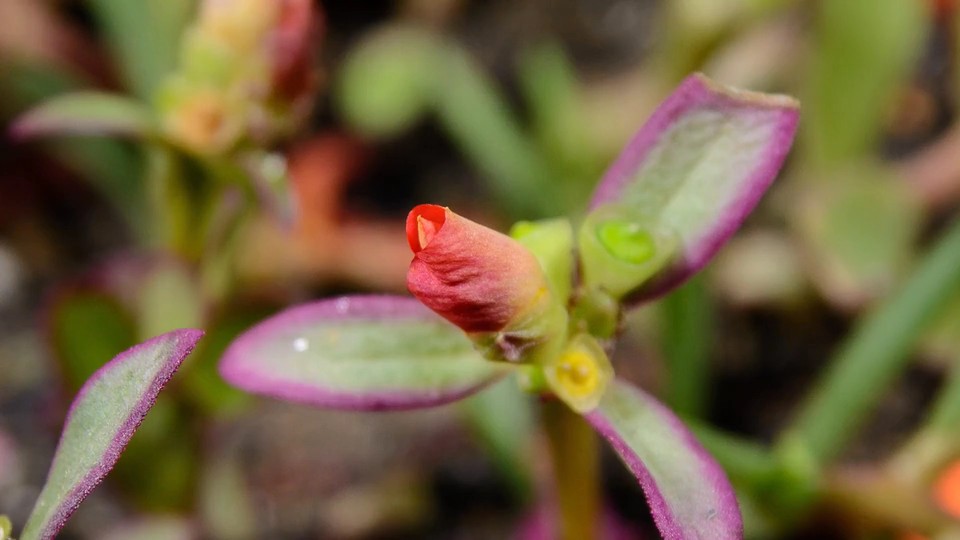 A pink flower